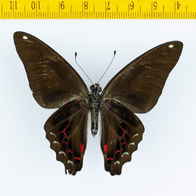 Graphium sarpedon luctatius (abberation, Black Form, verso, Malaysia) (Internet Image property of respective owner, non-commercial use only)